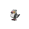 pidove
