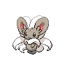 cinccino
